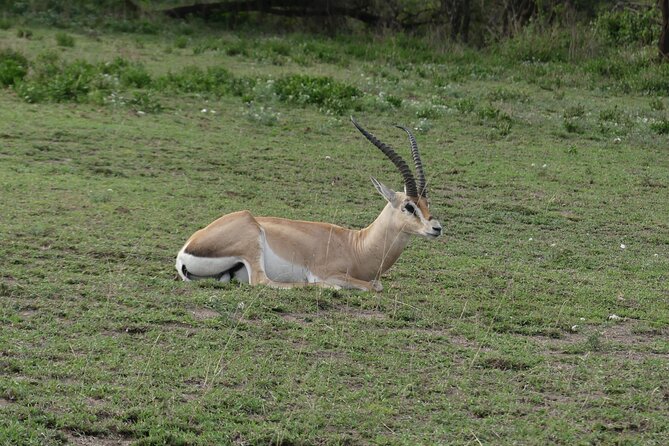 6-Day Northern Safari - Day five: sunrise, one last drive, and Ngorongoro Crater