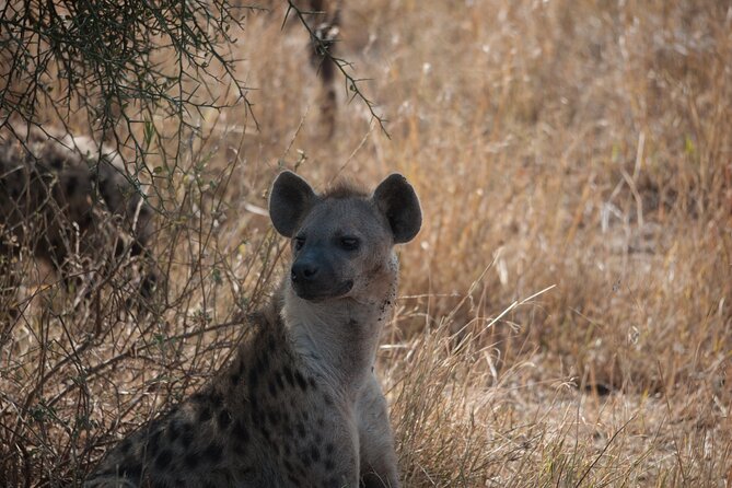6-day Private Camping Safari Tour from Kilimanjaro Airport - Days 3 and 4: More time in central Serengeti