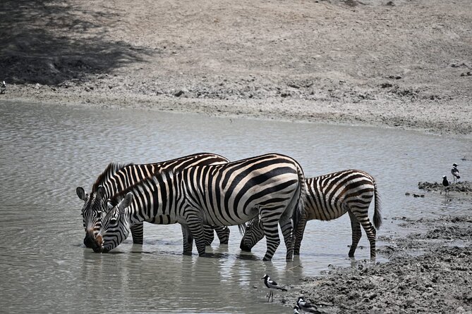 6-day Private Camping Safari Tour from Kilimanjaro Airport - Day 5: Leaving the Serengeti for Ngorongoro
