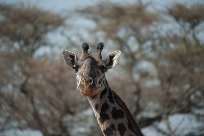 6-day Private Camping Safari Tour from Kilimanjaro Airport - Day 2: Crossing Ngorongoro toward the Serengeti