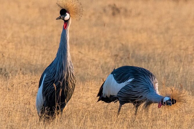 6-Day Private midrange Tour in Arusha with Airport Pickup - Day 4: Eight hours around central Serengeti