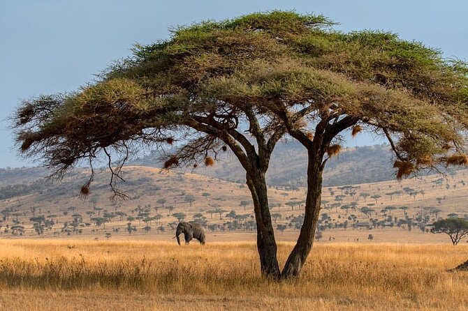 6-Day Private midrange Tour in Arusha with Airport Pickup - Lodges, meals, and the meaning of midrange