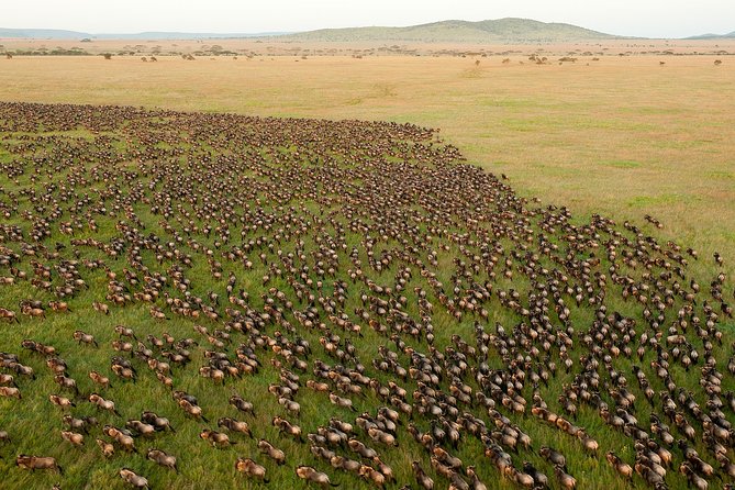 6-Day Serengeti Migration: Private Safari with Mid-range Luxury - Day 1: Tarangire’s elephants and baobab country