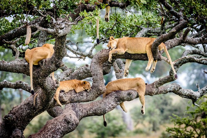 6-Day Serengeti Migration: Private Safari with Mid-range Luxury - Day 5: Sunrise game viewing and the move to Ngorongoro