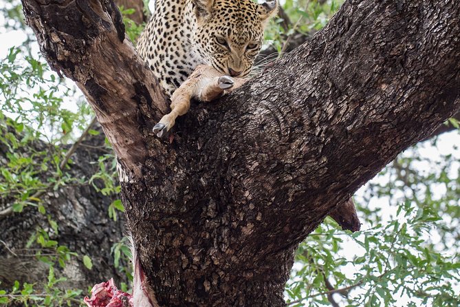 6-Day Serengeti Migration: Private Safari with Mid-range Luxury - Day 6: Early descent into Ngorongoro Crater