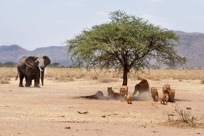 6-Day Serengeti Migration: Private Safari with Mid-range Luxury - What the private 4x4 setup means for you