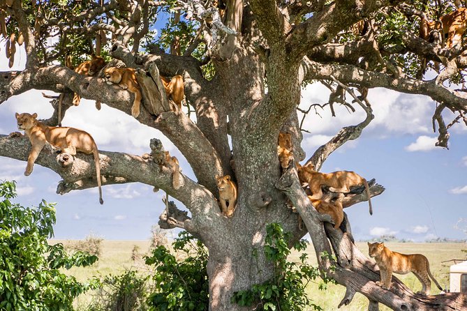 6-Day Serengeti Migration: Private Safari with Mid-range Luxury - Planning notes before you book