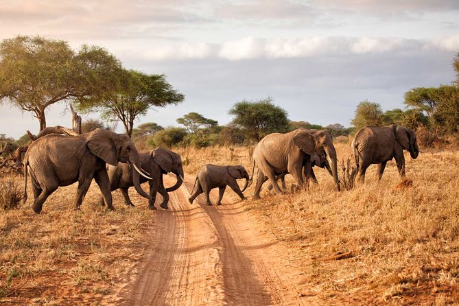 6-Day Serengeti Migration: Private Safari with Mid-range Luxury - Days 3 and 4: The best chance for Serengeti time