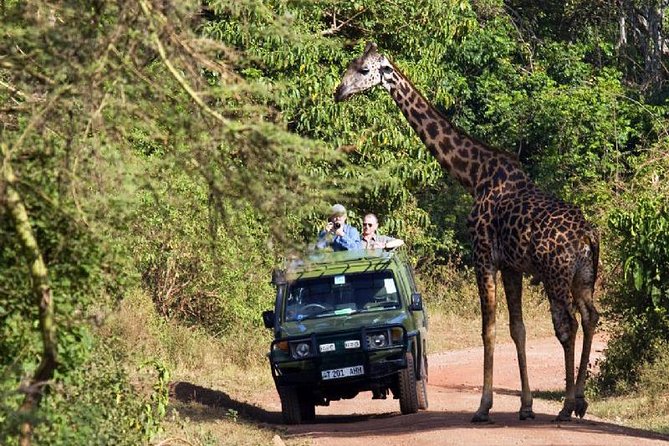6 Day Serengeti wildebeest migration Camping Safari - Day 5: From Serengeti predators to the Ngorongoro rim