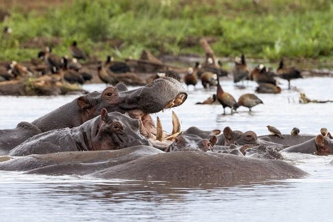 6 Day Serengeti wildebeest migration Camping Safari - Day 6: A crater game drive and the return to Arusha