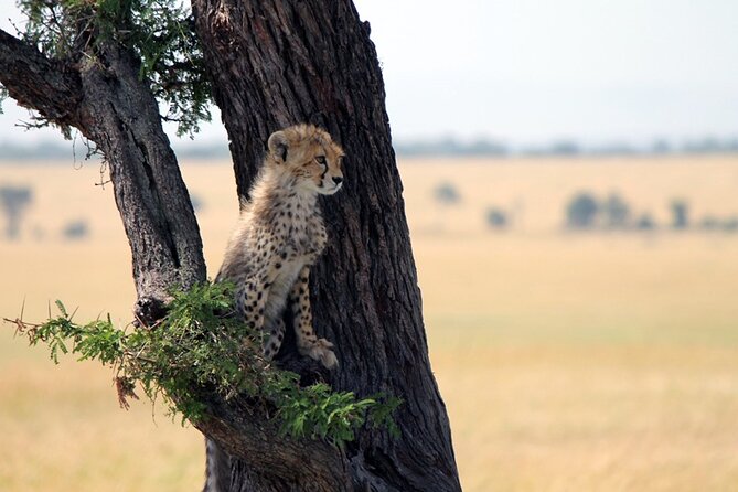 6-Day Tanzania Adventures Safaris - Group Joining Camping Safaris - Day one: elephants and baobabs in Tarangire