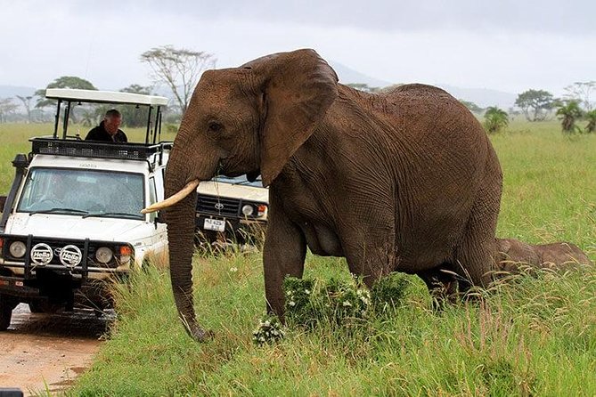 6-Day Tanzania Camping Safari: Lake Manyara, Serengeti, Ngorongoro Cater and Tarangire National Park from Arusha - Day 4: Serengeti to the Ngorongoro rim