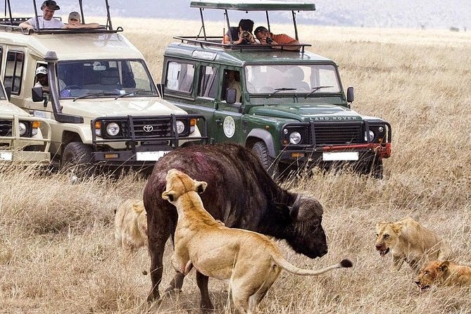 6-Day Tanzania Camping Safari: Lake Manyara, Serengeti, Ngorongoro Cater and Tarangire National Park from Arusha - Day 5: Into Ngorongoro Crater, then on to Lake Manyara