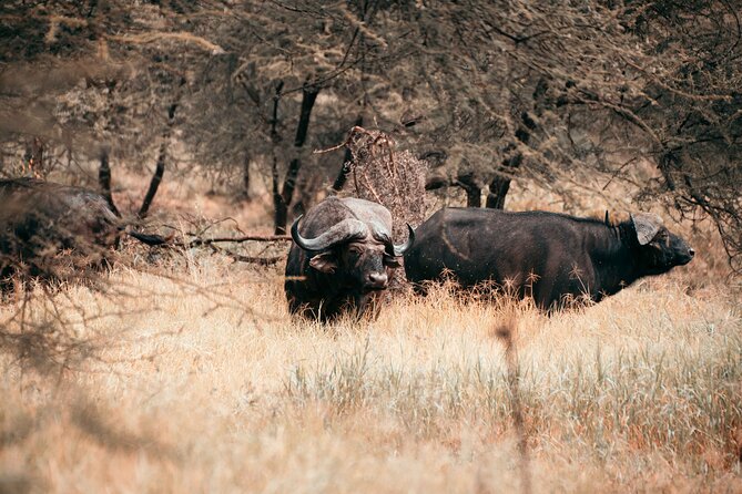 6-Day Tanzania Safari Experience – Midrange - Day 2: Tarangire’s elephants and baobabs