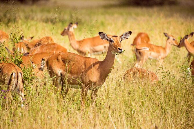 6-Day Tanzania Safari Experience – Midrange - Day 4: A morning drive, then the road to Ngorongoro