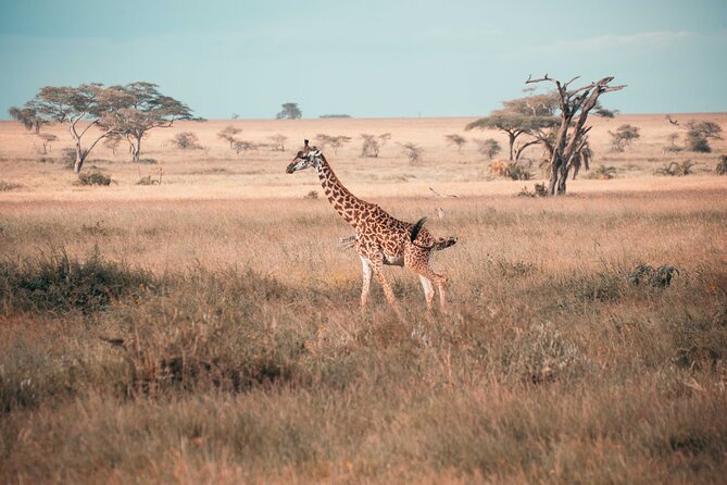 6-Day Tanzania Safari Experience – Midrange - Day 5: A concentrated wildlife day in Ngorongoro Crater