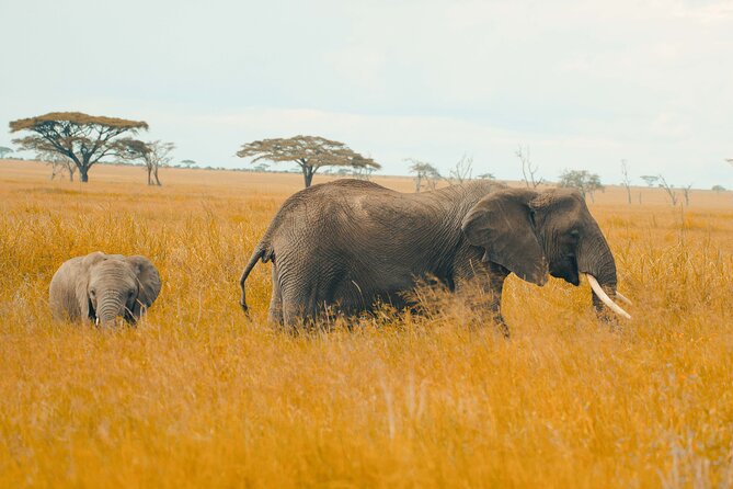 6-Day Tanzania Safari Experience – Midrange - Day 6: Airport drop-off and a practical finish