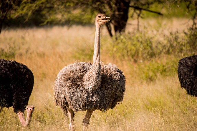 6-Day Tanzania Safari Experience – Midrange - Why the private vehicle matters