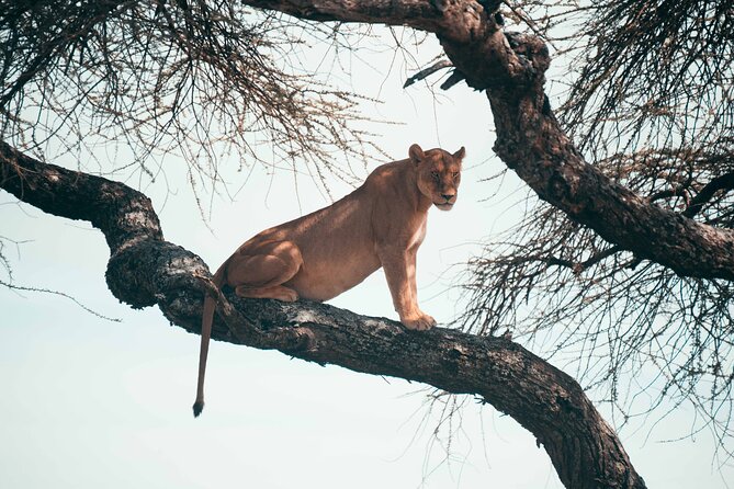 6-Day Tanzania Safari Experience – Midrange - Day 3: Entering the Serengeti