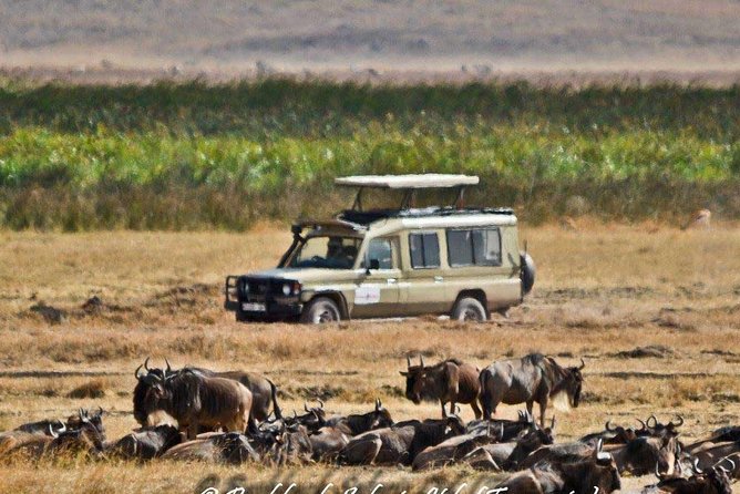 6 Day Tanzania Wildlife Mid range Safari - Day 3: Entering the Serengeti through the highlands
