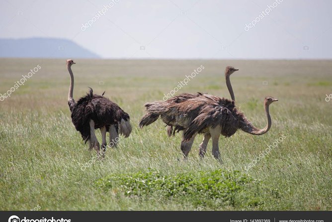 6 Day Tanzania Wildlife Mid range Safari - Day 4: A full day on the Serengeti plains