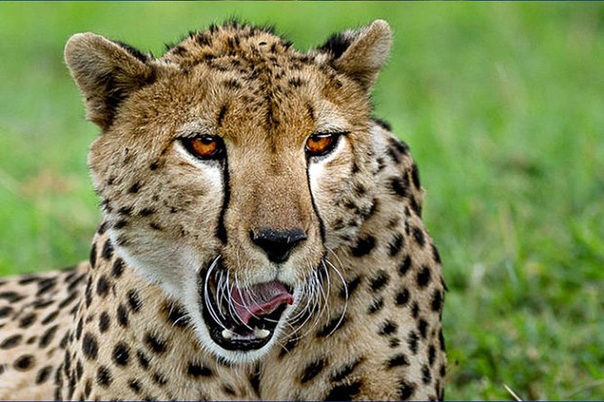 6 Day Tanzania Wildlife Mid range Safari - Day 5: Olduvai Gorge and the Ngorongoro highlands