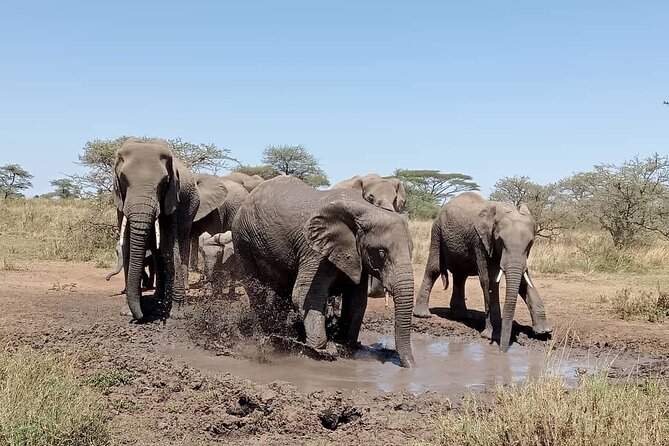 6 -Day Tarangire, Manyara, Serengeti & Ngorongoro - Day 3: Sunrise on the Serengeti plains