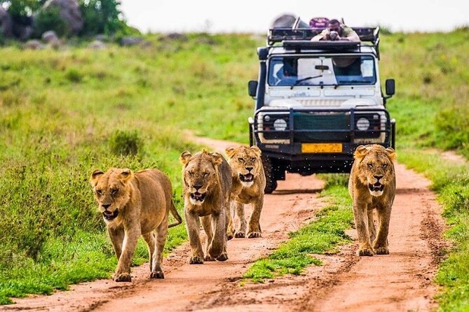 6-Day Unforgettable Tour in Tanzania - Day 1: Tarangire’s elephants and giant trees