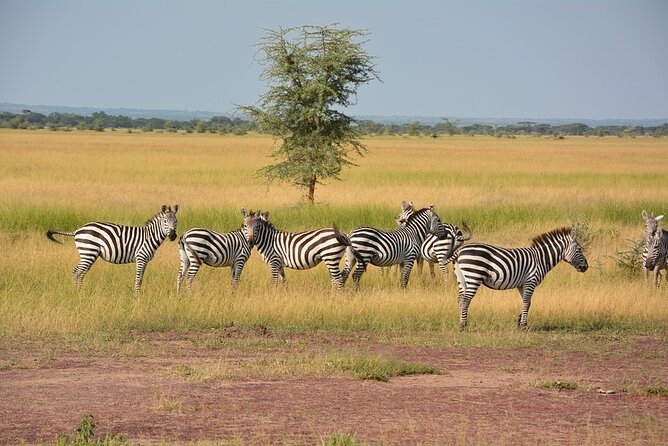 6-Day Unforgettable Tour in Tanzania - Day 2: Crossing toward the Serengeti