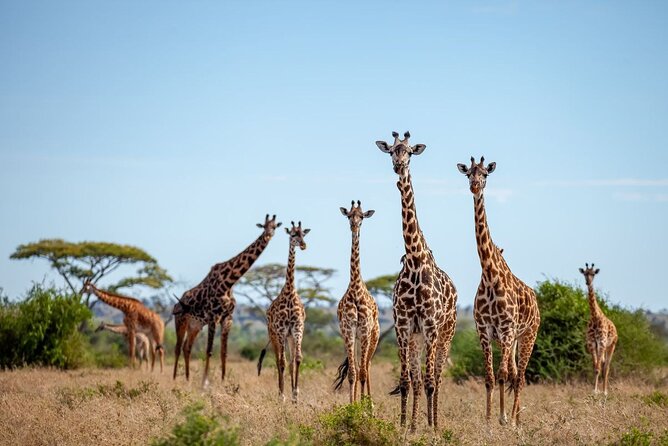 6 Days 5 Night Safari - Day Four: Olduvai Gorge and the Ngorongoro Rim