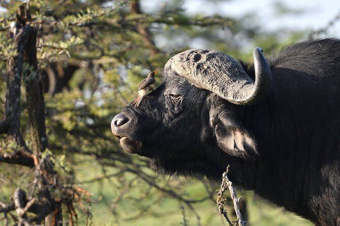 6 Days 5 Night Safari - Day Six: Tarangire’s River and Birdlife