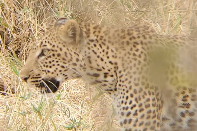 6 Days 5 Night Safari - Day Three: The Serengeti and the Great Migration Route