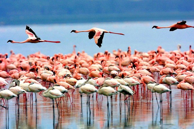 6 Days 5 Nights lodge safari Tarangire, Manyara, Serengeti & Ngorongoro Crater - Day 5: Serengeti sunrise and the approach to Ngorongoro