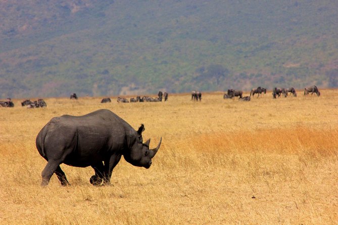 6 Days 5 Nights lodge safari Tarangire, Manyara, Serengeti & Ngorongoro Crater - Day 6: Wildlife inside Ngorongoro Crater
