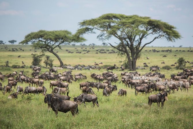 6 days 5 nights safari Ngorongoro, Serengeti and Tarangire National Parks - Why this route works in six days