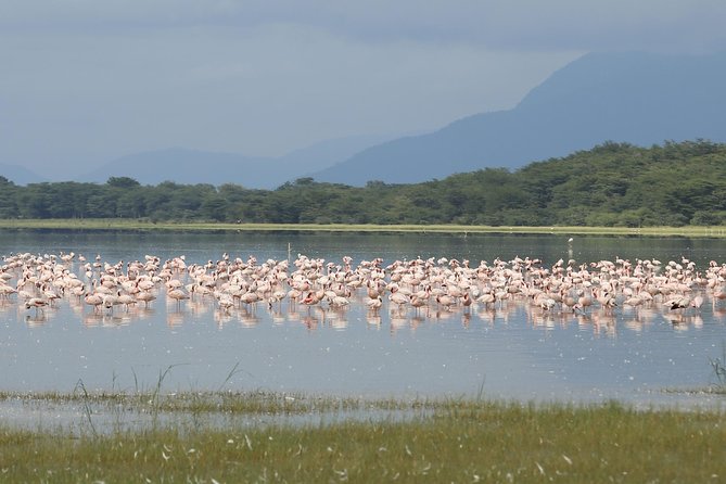 6 days 5 nights safari Ngorongoro, Serengeti and Tarangire National Parks - Day 4: Two Serengeti game drives and the best predator hours