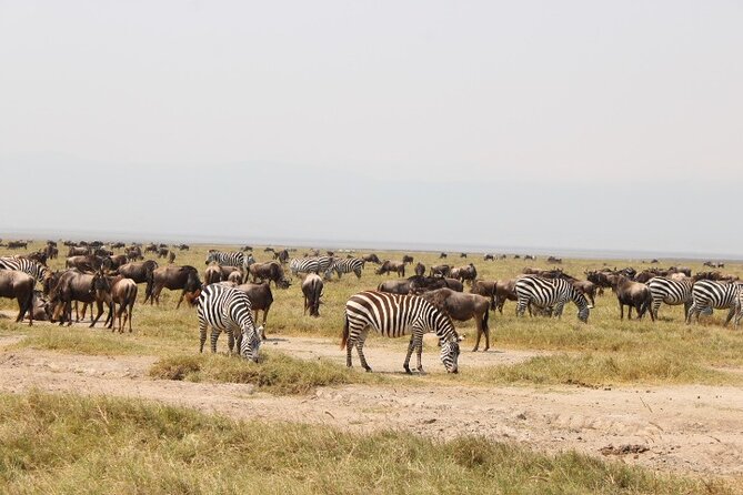 6 Days Adventure Towards Serengeti, Ngorongoro and Tarangire - Day 3: A full Serengeti day, with a balloon option