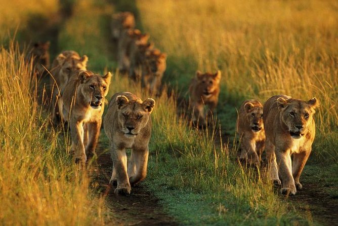 6 Days best adventure kilimanjaro ,Tarangire ,Serengeti &Ngorongoro crater - Day 3: Sunrise in central Serengeti, then the Crater Rim