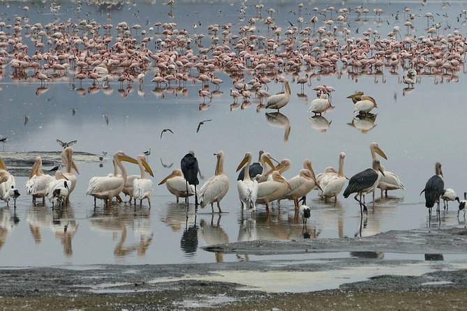 6 Days best adventure kilimanjaro ,Tarangire ,Serengeti &Ngorongoro crater - Day 4: Ngorongoro Crater and the crater floor