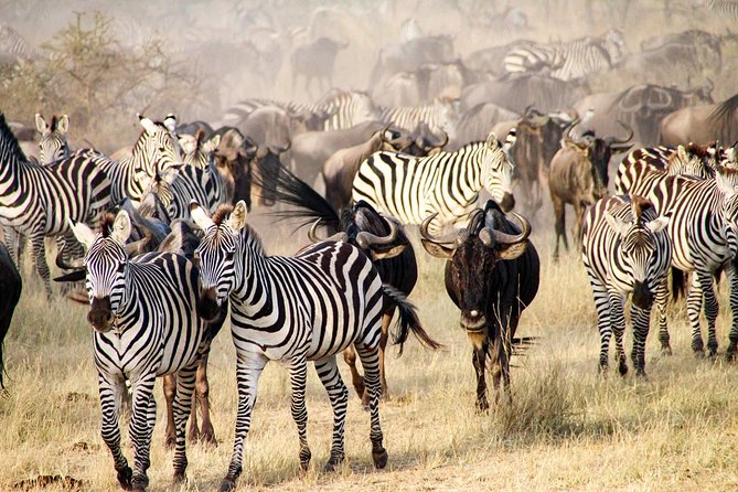 6 Days best adventure kilimanjaro ,Tarangire ,Serengeti &Ngorongoro crater - How the $1,325 price works for you