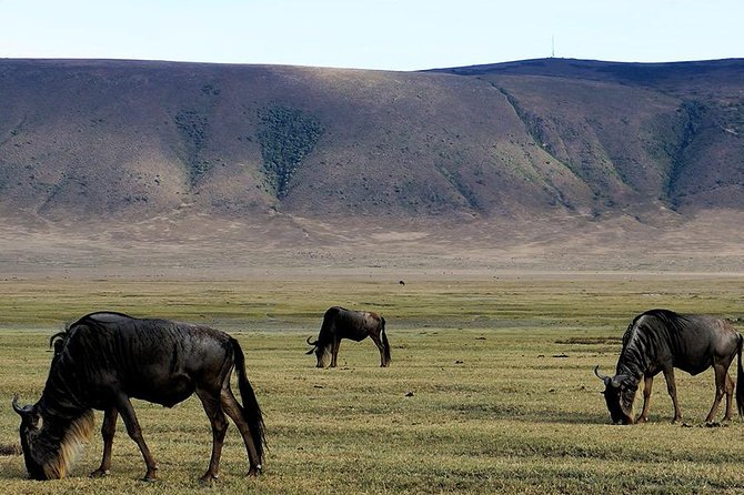 6 Days - Best of Nothern Parks Safari - Why this six-day route works
