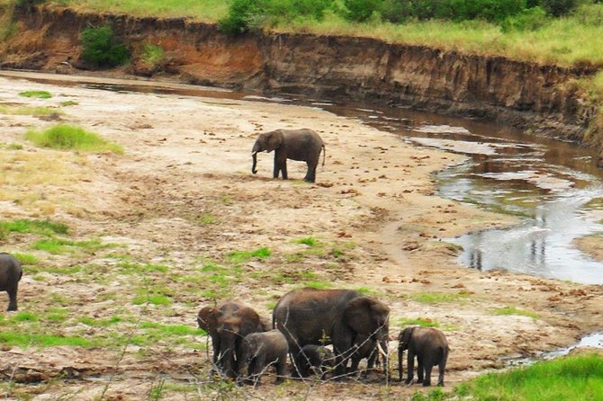 6 Days - Best of Nothern Parks Safari - Tarangire: elephants, baobabs, and a strong first day