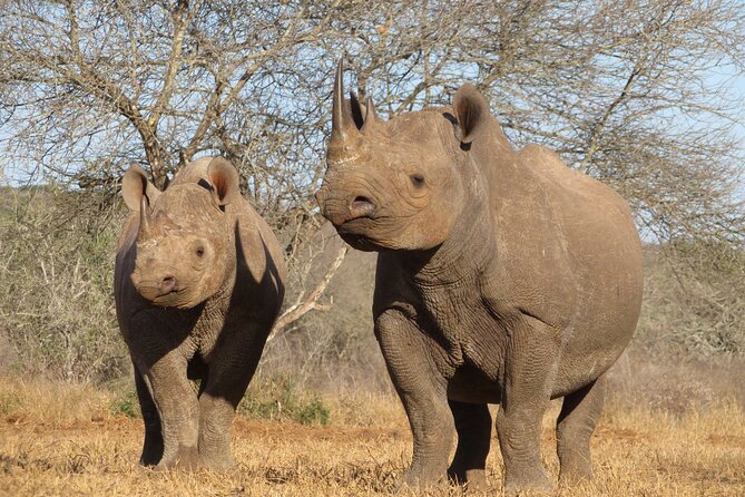 6 Days Big Five Tanzania Safari - Why this six-day route works