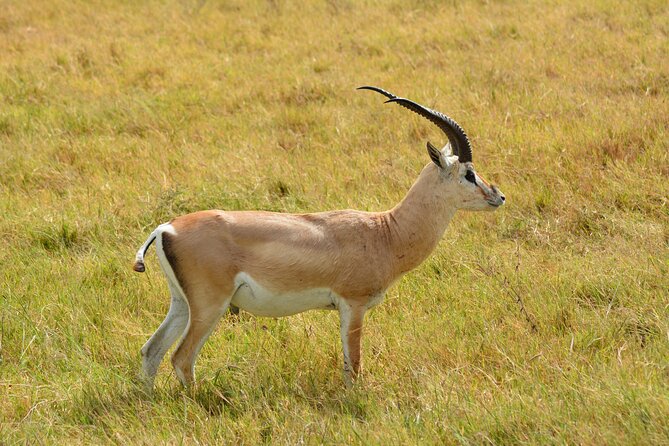 6 Days Big Five Tanzania Safari - Day 2: Tarangire and the elephant country