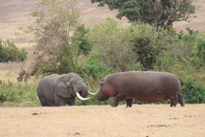 6 Days Big Five Tanzania Safari - Day 3: The long road into Serengeti