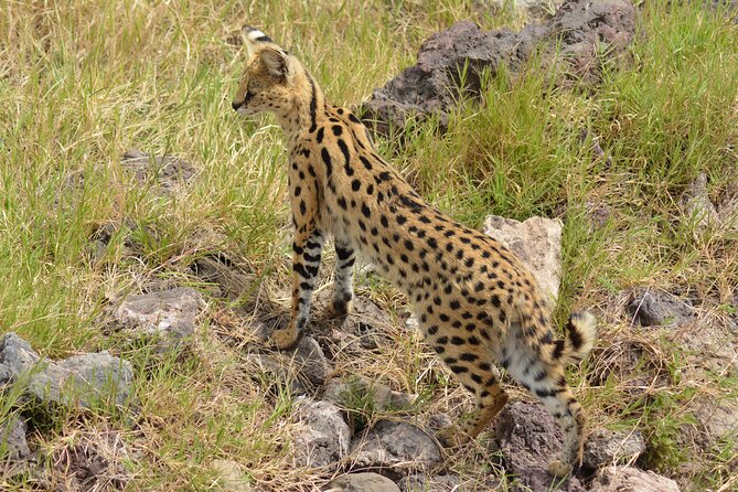 6 Days Big Five Tanzania Safari - Day 5: Ngorongoro Crater’s enclosed wildlife world