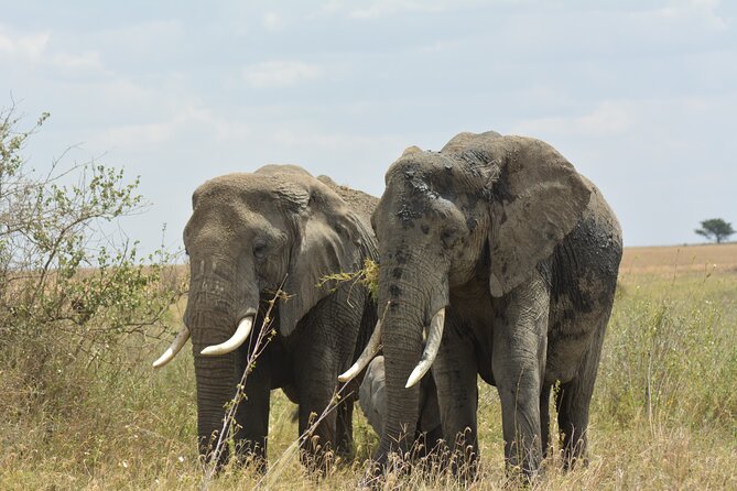 6 Days Big Five Tanzania Safari - Day 6: Returning to Arusha with a human side