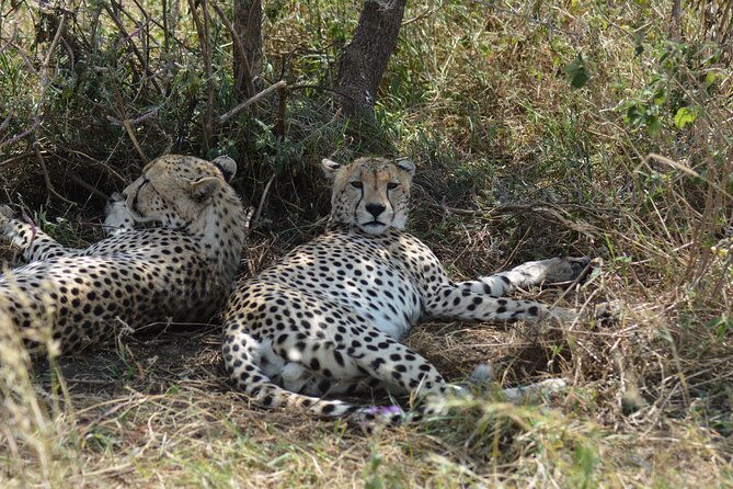 6 Days Big Five Tanzania Safari - The guide makes the biggest difference