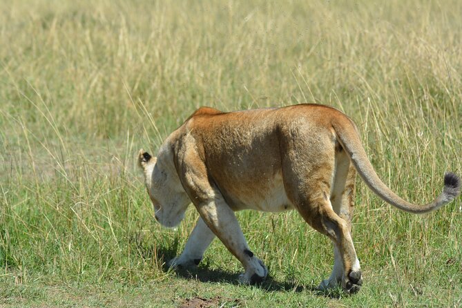 6 Days Big Five Tanzania Safari - Day 1: From Kilimanjaro Airport to Arusha