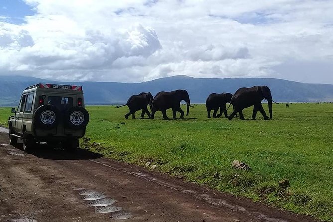 6 Days Budget Tanzania Camping Safari - Day 4: Twelve hours searching Serengeti